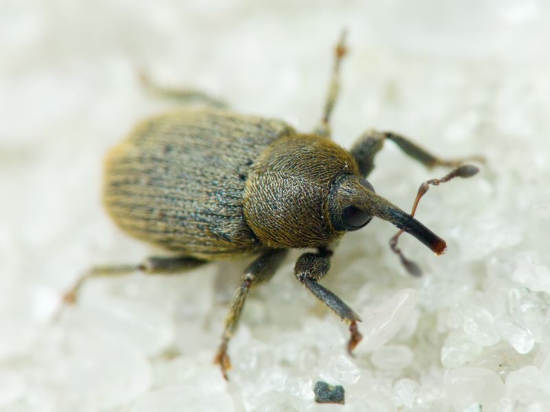 Rhinusa collina (Gyllenhal, 1813)